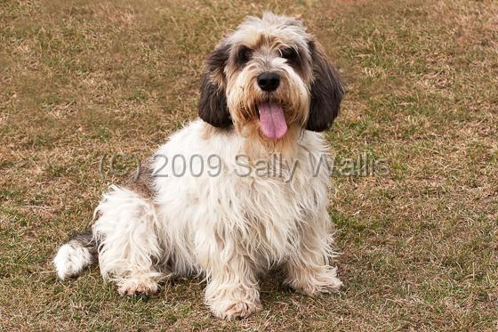 pbgv-Edit.jpg - Pteit Basset Griffon Vendeen alert and with tongue out