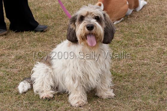 pbgv.jpg - Pteit Basset Griffon Vendeen alert and with tongue out