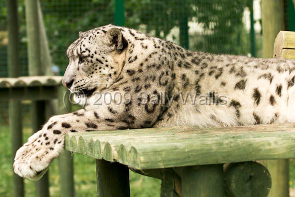 ounce-2.jpg - Snow-Leopard or ounce pondering his next move