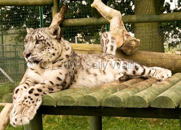 ounce.jpg - Ounce, or Snow Leopard, relaxed on a platform
