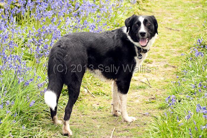 IMG_8798.jpg - Collie dog pausing on a path through spring bluebells