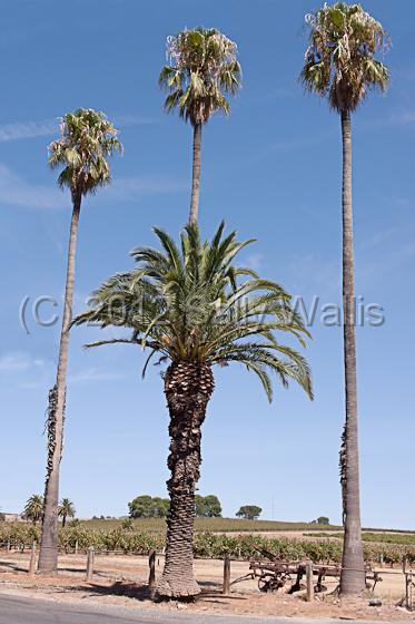 IMG_6270-Edit.jpg - One date palm apparently gorwing out of another