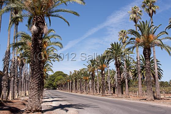 IMG_6271-Edit.jpg - Road in South Australia lined with date palm trees