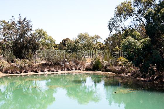 IMG_6276-Edit.jpg - Different Eucalyptus trees surrounding a small lake