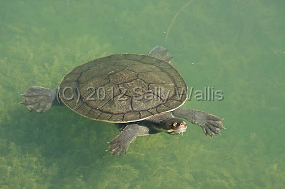 IMG_6282-Edit.jpg - Turtle swimming along under water, moving quite fast
