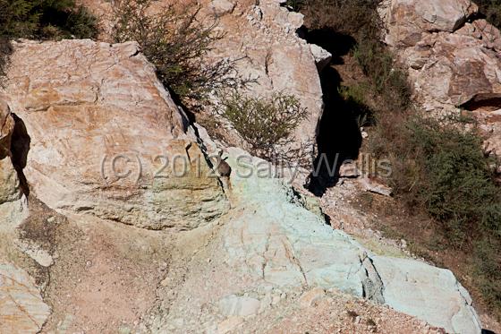 IMG_6316.jpg - Rabbit escaping up the wall of worked-out mine