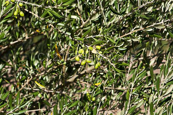 IMG_6323-Edit.jpg - Cluster of unrip olives on a tree growing up a wall