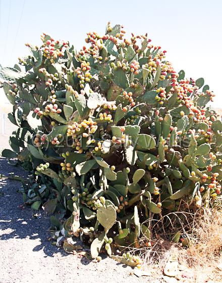 IMG_6336-Edit.jpg - Prickly pear bush flourishing beside the road