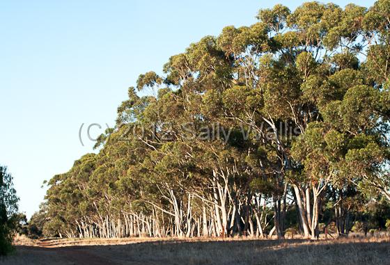 IMG_6342-Edit.jpg - Long row of gum trees lit with very early morning sun