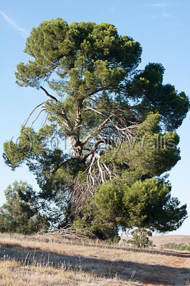 IMG_6345-Edit.jpg - Early morning light throwing shadows under a huge pine tree