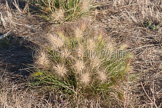 IMG_6347.jpg - Ornamental grasses