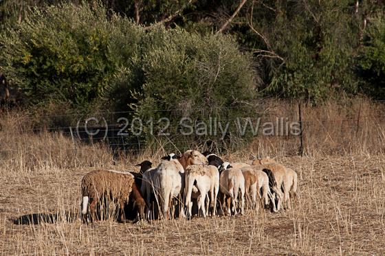 IMG_6352.jpg - Sheep 'sheltering' from burning sunshine