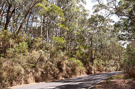 IMG_6900-Edit.jpg - Highway through steep banks of eucalyptus trees