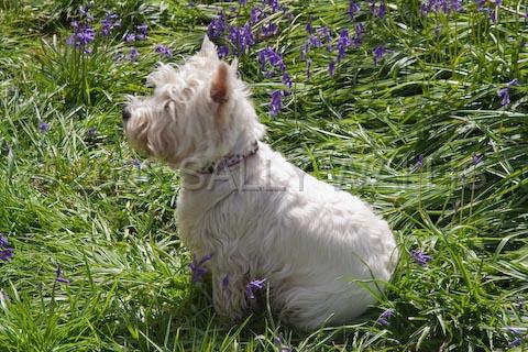 IMG_4914.jpg - Resting Among Flowers